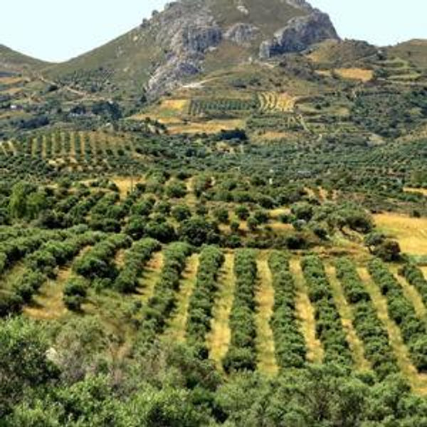 Olive Oil Farm Tour For Two in Greece