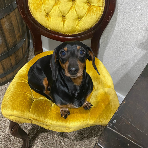 Our Pet Toy Fund