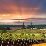 Coeur de Terre Vineyard