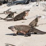 Feed the Iguanas on Nicholas Cage’s Private Island in Paradise
