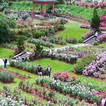 International Rose Test Garden