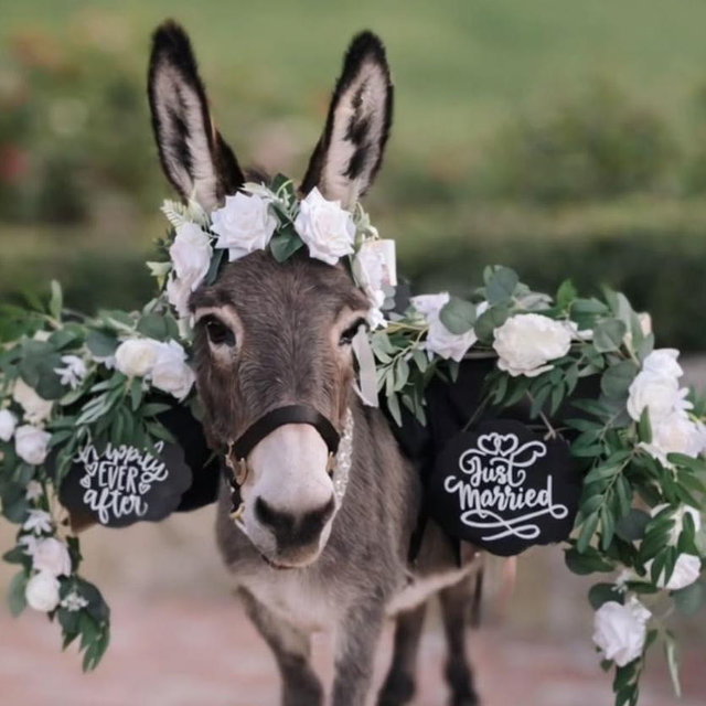 Beer Burro Fund