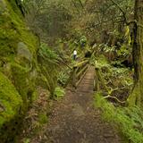 Mount Tamalpais State Park