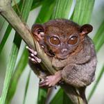 Tarsier Sanctuary Road