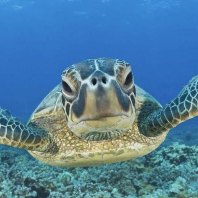 Akumel Snorkling with turtles on honeymoon