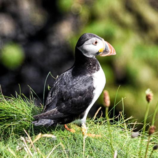 Day Trip to Westman Island
