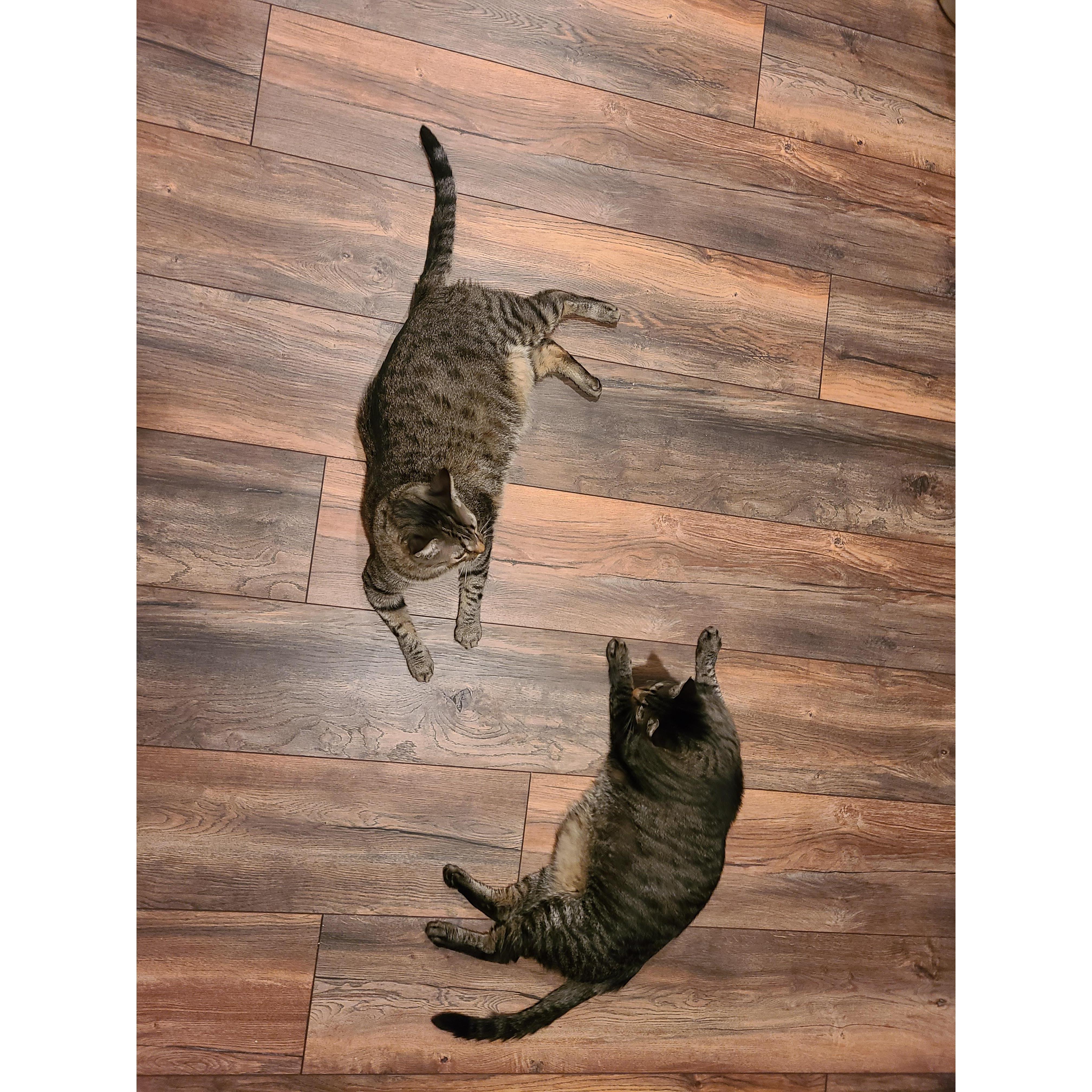 Donnie (our cats' younger brother, left) with Dusk or "Duck" (our cats' older brother, right)