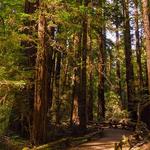 Armstrong Redwoods State Natural Reserve