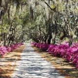 Bonaventure Cemetery