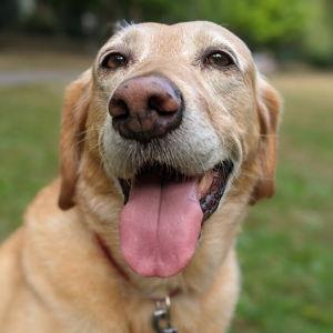 Emma Wants a Dog Fund