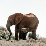 Elephant Sanctuary Plettenberg Bay
