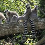 Duke Lemur Center