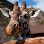 Cheyenne Mountain Zoo