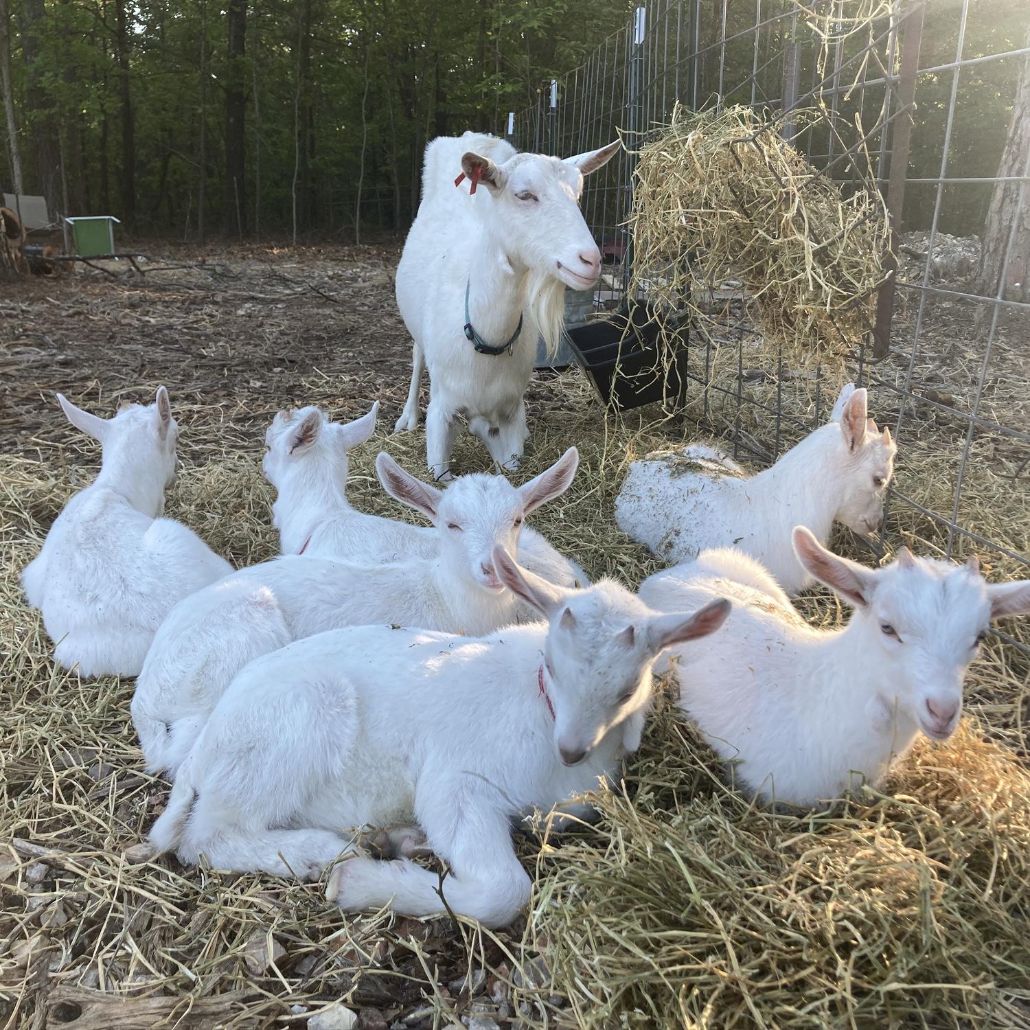 Goat babies everywhere!!
