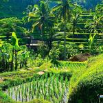Tegalalang Rice Terrace