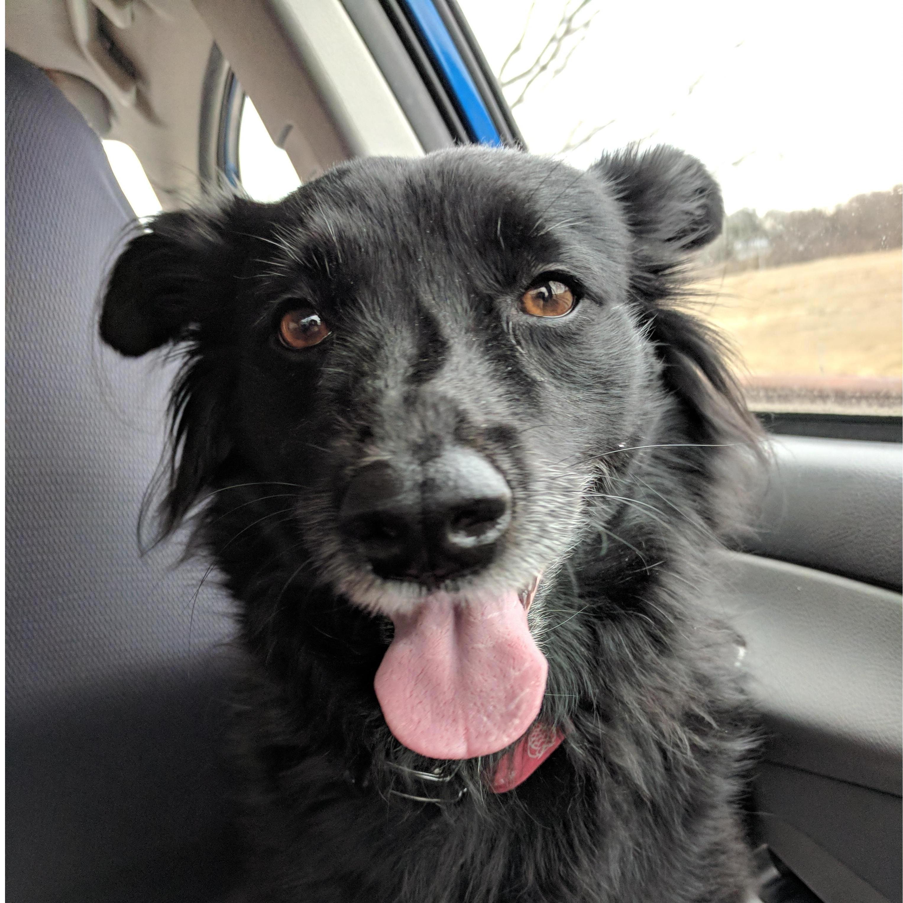 The feisty, unshamable Naina (aka Wiggles) the other pup crucial to us getting together!