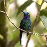 Avistamiento de Aves