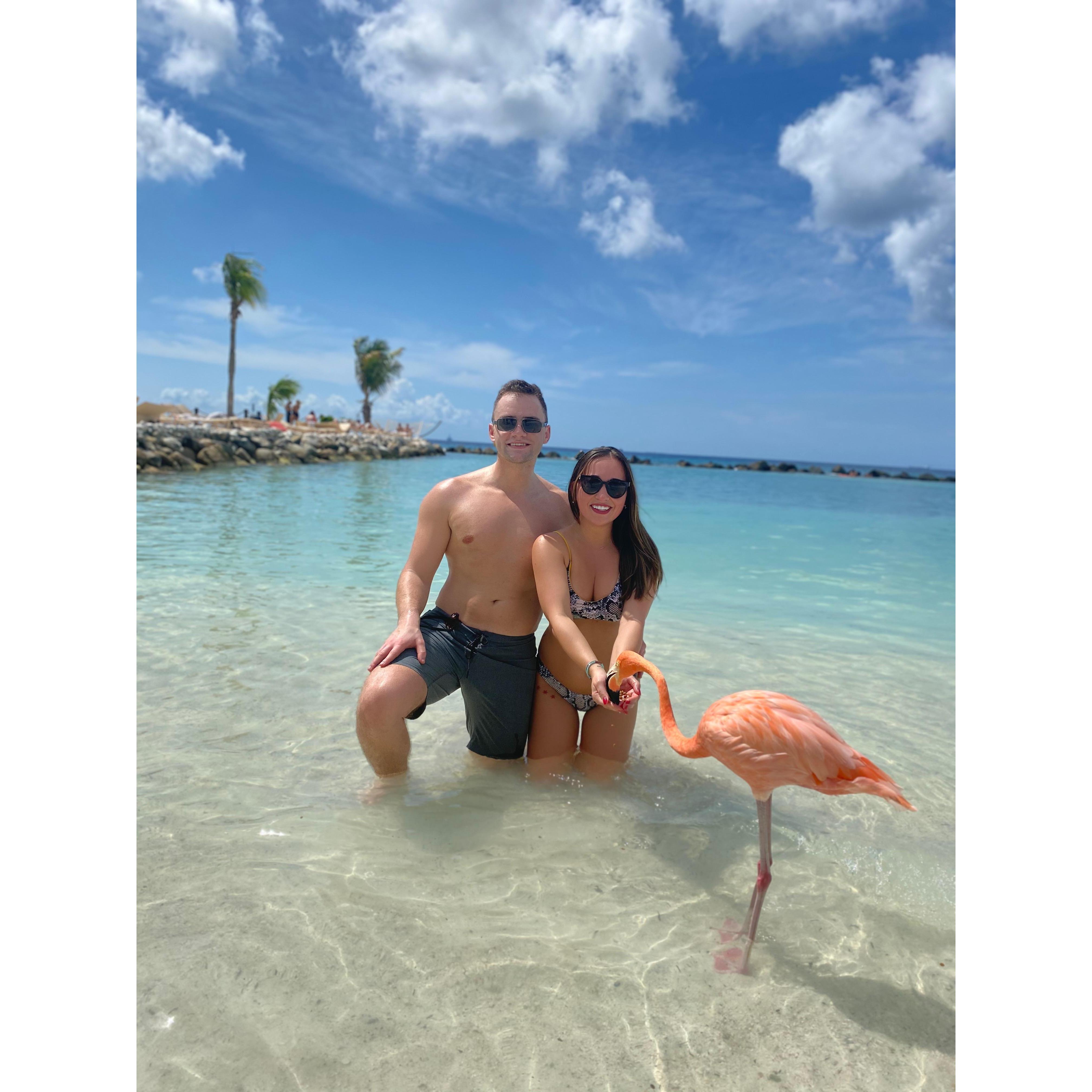 Flamingos are surprisingly stinky. The rest of Aruba was not stinky.