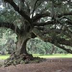 Tree of Life