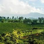 Tio Leo Coffee Tour