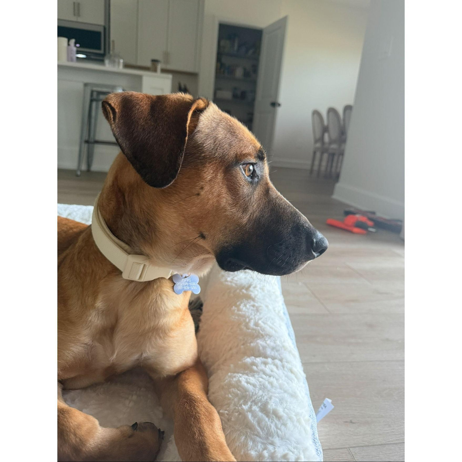 Jonas - The newest (and laziest) member of our little family
