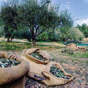 Olive Culture Tour in Paros