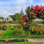 San Jose Rose Garden - should be in glorious bloom