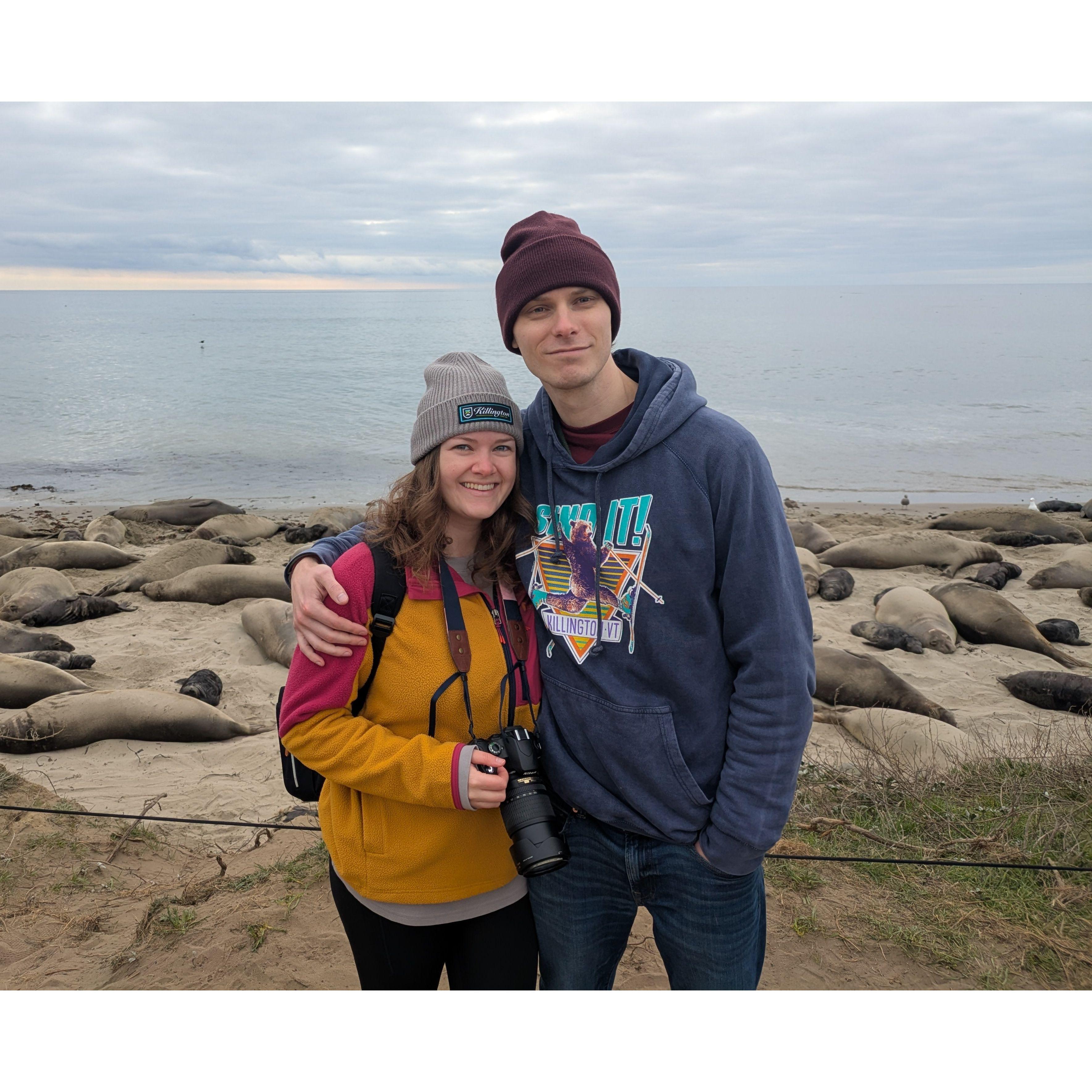 Seeing elephant seals at Ano Nuevo State Park