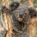 Rosamond Gifford Zoo