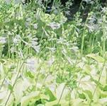 Montezuma National Wildlife Refuge