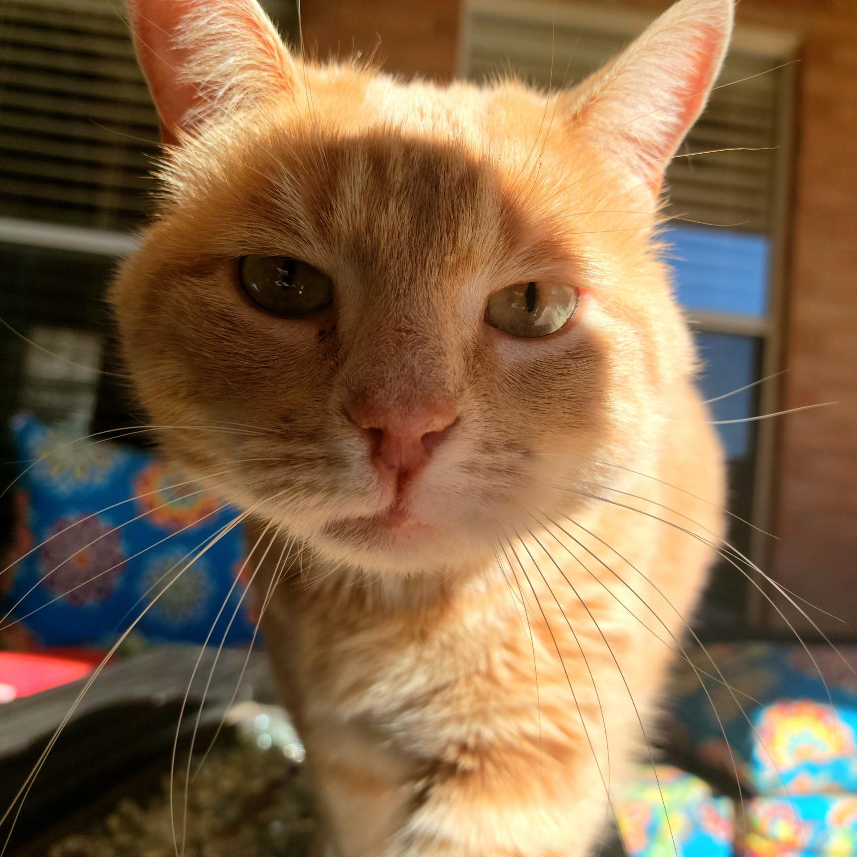 Alex & Haleigh's "Little Man" Loki