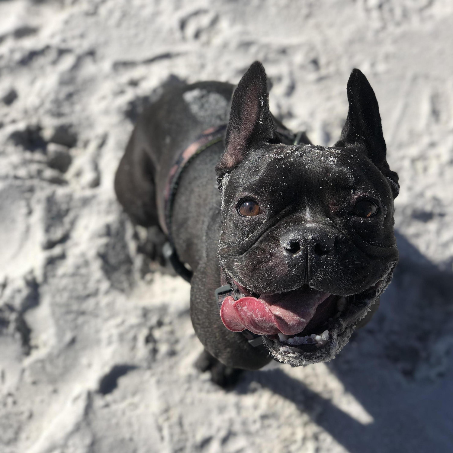 Oliver aka Mr. Pigs