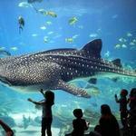 Georgia Aquarium
