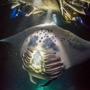 Manta Ray Night Dive
