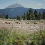 Good Times Adventure Tours - Summer Dog Sled