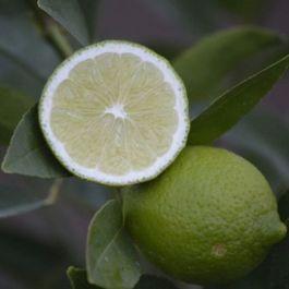 Bearss Lime Tree!