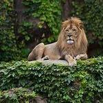 Lincoln Park Zoo