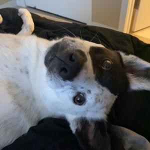 Winri's Boopability Initiative