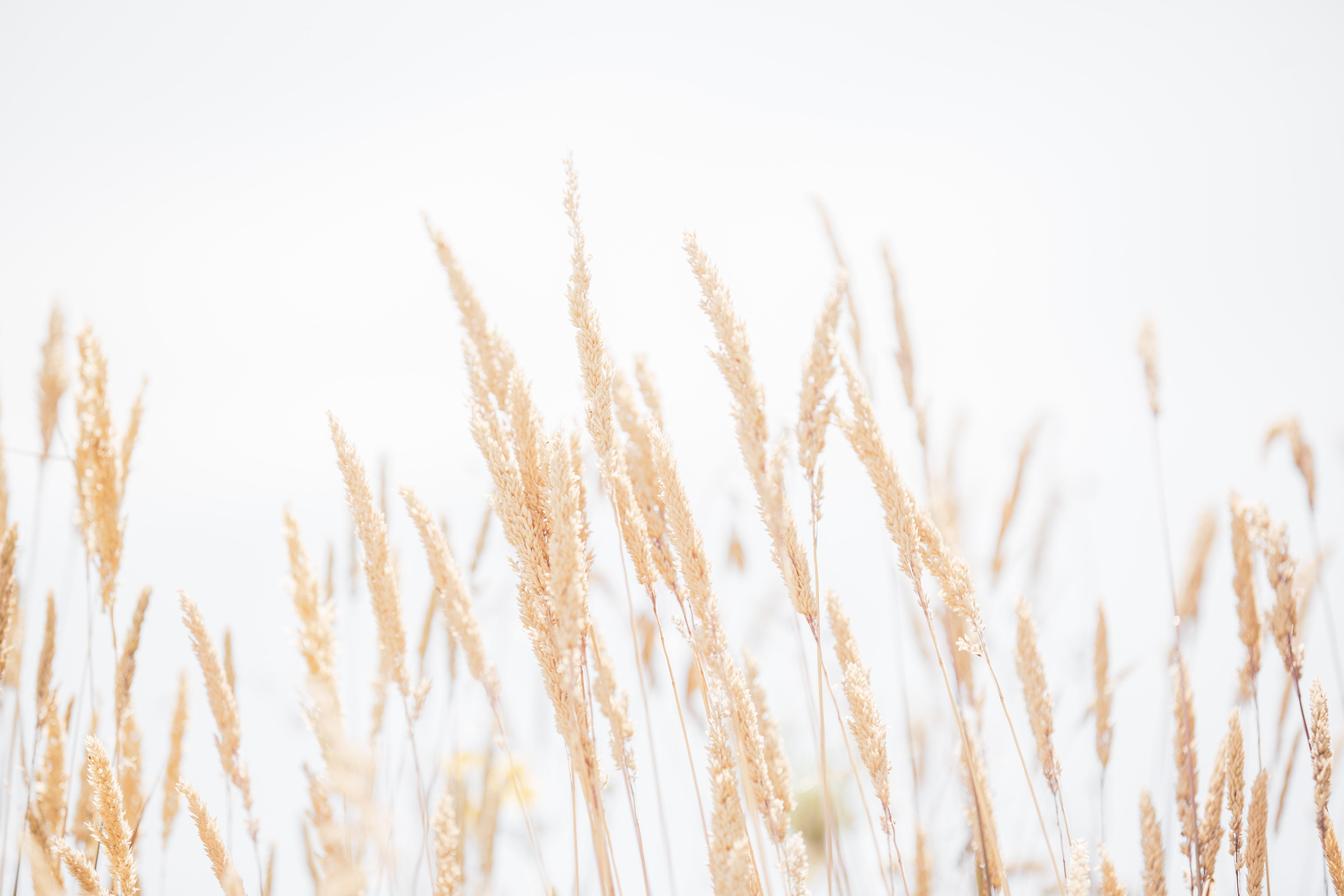 The Wedding Website of Ada Broussard and Regan Schmidt