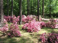 American Rose Center