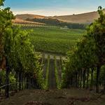 Napa Valley