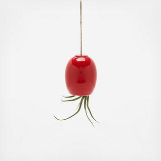 Hanging Air Plant Pod