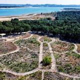 Madrone Trail