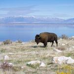 Antelope Island