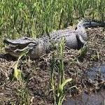 Jean Lafitte National Historical Park and Preserve