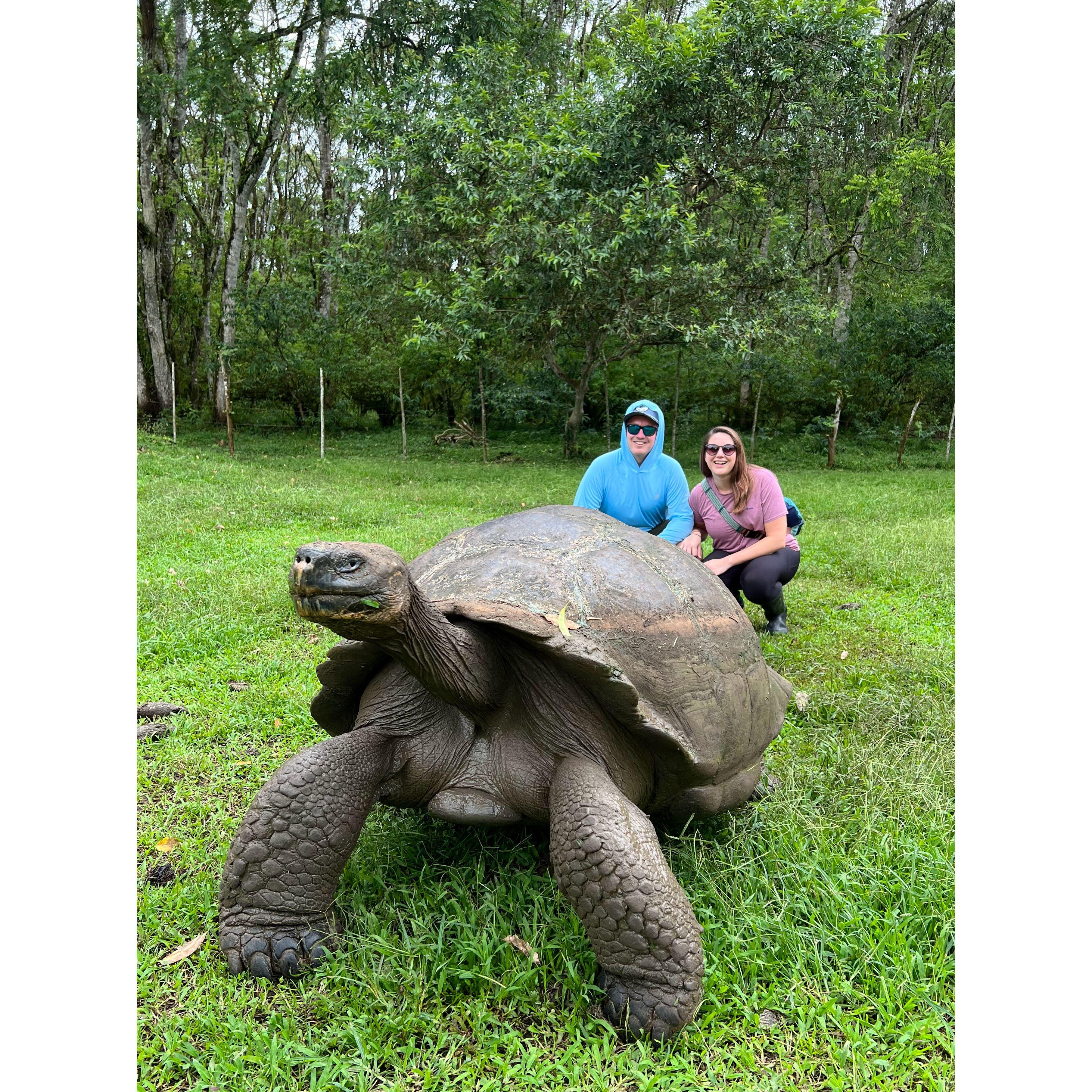 Hanging with giant tortoises in the Galapagos