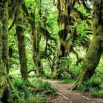 Hoh Rain Forest