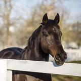Kentucky Horse Park