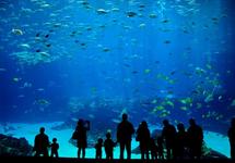 Shedd Aquarium