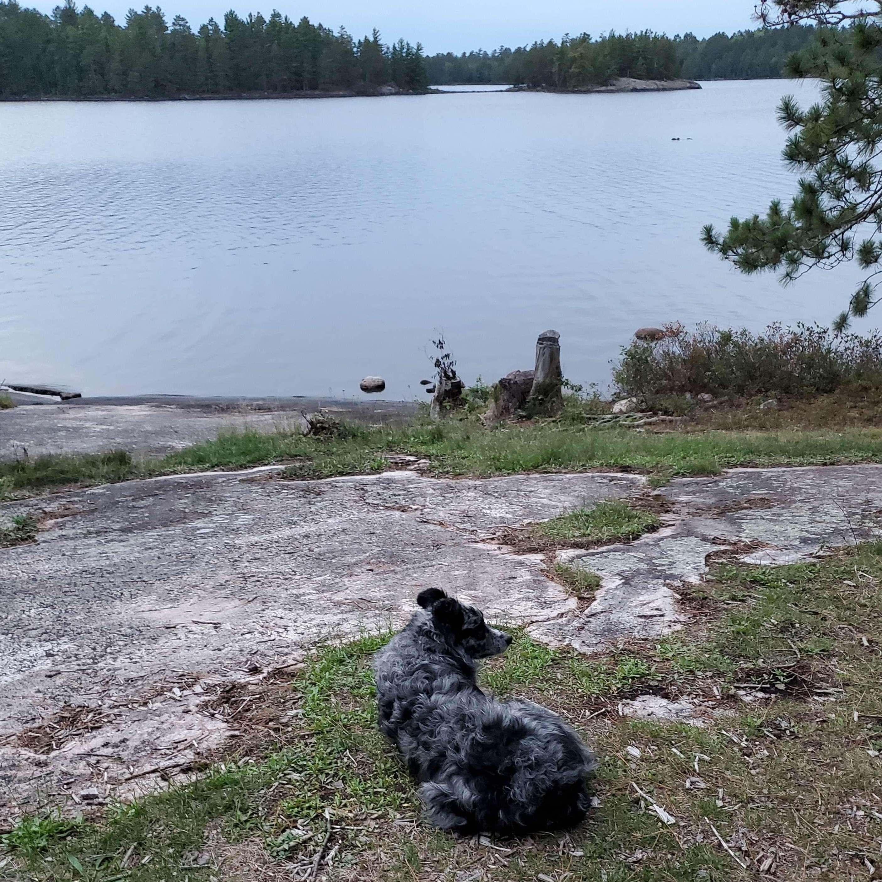 Bandit being unimpressed with the engagement!